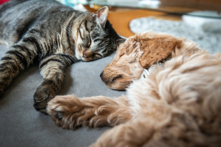 Conceptos de la ventilación mecánica en perros y gatos