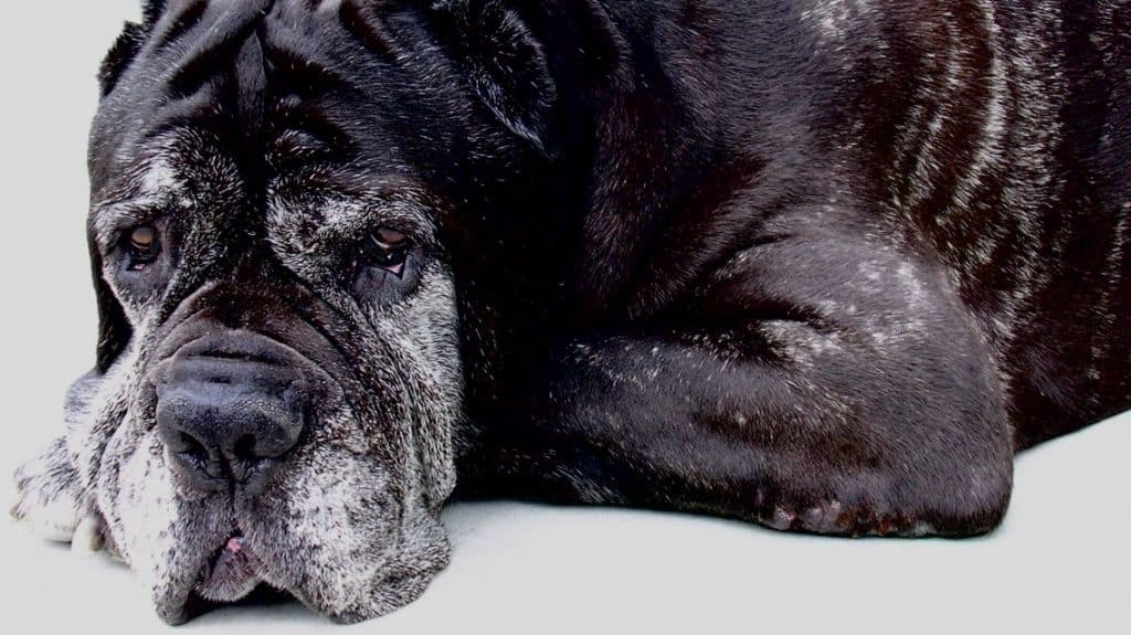 Diagnóstico de situación de los problemas conductuales en una población de perros geriátricos con deterioro cognoscitivo, por medio del cuestionario DISHA®, en un hospital veterinario de la CDMX