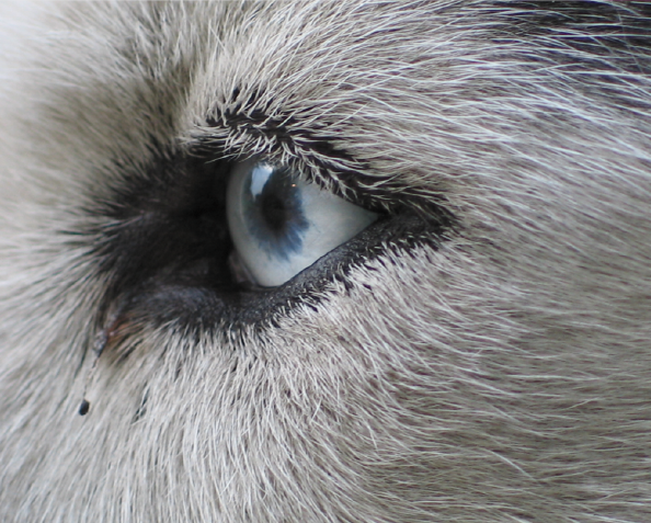 Caso clínico: Glaucoma Canino en un Husky Siberiano