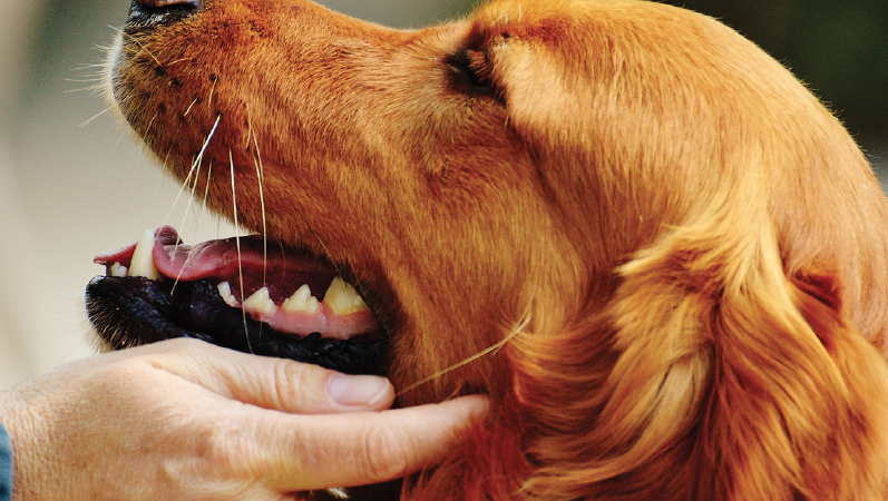 Terapias de apoyo con perros en trastornos humanos