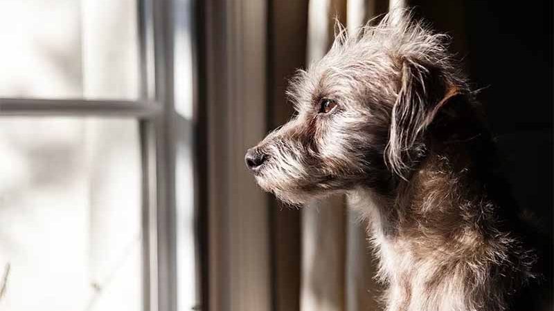 5 razones para adoptar un perro de raza única